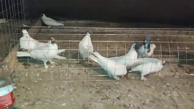 Как быстрее всего отобрать хороших голубей от стаи смотреть онлайн