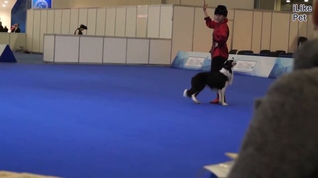 Чемпионат РКФ по танцам с собаками 5 на Евразии 17 ilikepet смотреть онлайн