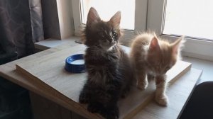 Котята мейн куны полидакты и классика, 2 месяца 😋😁