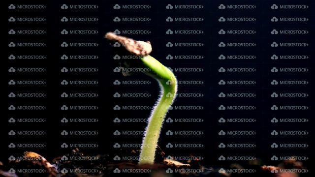germination plant growing on black background, springtime sprout growth time lapse, new beginning смотреть онлайн