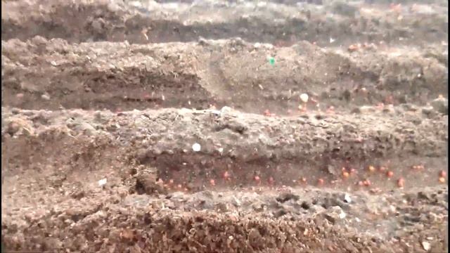 Пора сеять капусту. Посев капусты на рассаду в холодной теплице. смотреть онлайн