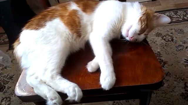 коту что то сниться смотреть до конца ) смотреть онлайн