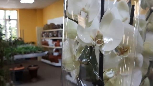 11.05.2023г. Обзор орхидей на базе Мир цветов. смотреть онлайн