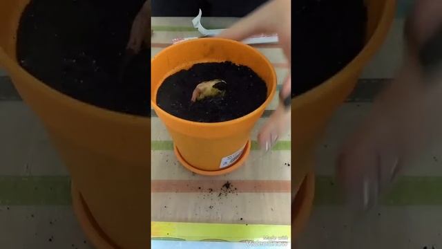 Как посадить манго! смотреть онлайн