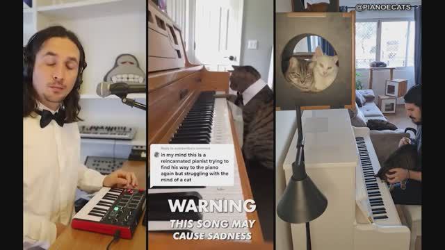 The Kiffness X Mozart Cat X Piano & Cats