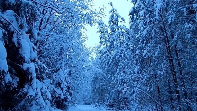 ASMR прогулка по зимнему лесу в ноябре / Расслабляющий звук падающего снега смотреть онлайн
