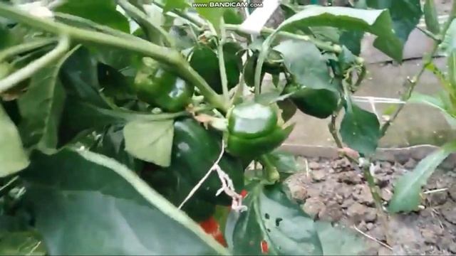 сортовой перец КРАСНЫЙ БОЧОНОК обзор смотреть онлайн