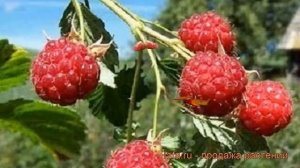 Малина традиционная Кредо (rubus kredo) ? малина Кредо обзор: как сажать саженцы малины Кредо