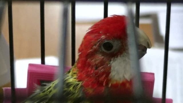 Из-за чего возникает одышка у птицы. смотреть онлайн