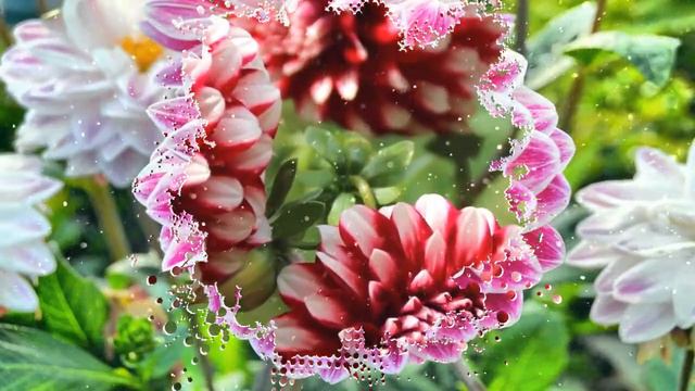 ЦВЕТОЧНЫЙ РАЙ - ГЕОРГИНЫ (FotoShow PRO) смотреть онлайн