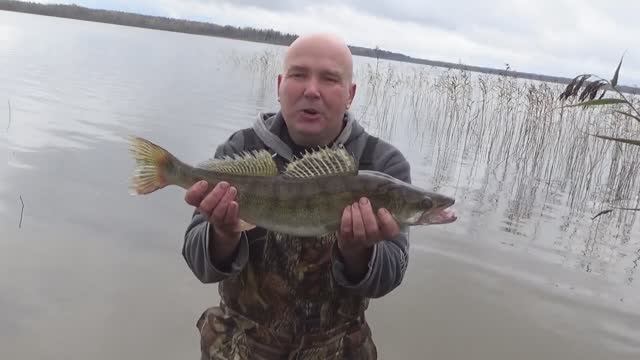 Рыбалка на кружки. Ловим вот таких судаков , какой крючок поставить, как лучше насадить рыбку.