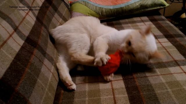 Что сделал с клубком шерстяных ниток кот Дориан! Тайские кошки это чудо! Funny Cats смотреть онлайн