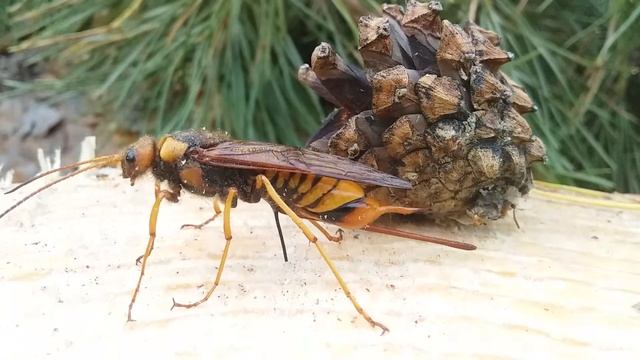 Самка рогохвоста откладывает яйца смотреть онлайн