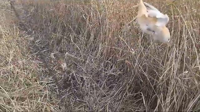 Ловля певчих птиц. Усатые синицы.