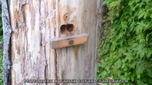 Колодное пчеловодство