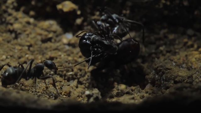 Тайное королевство - Серия 1. Рождение королевства. Часть 1 - Документальный фильм смотреть онлайн