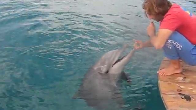 Dolphins Speak at the Dolphin Reef in Eilat, Israel смотреть онлайн