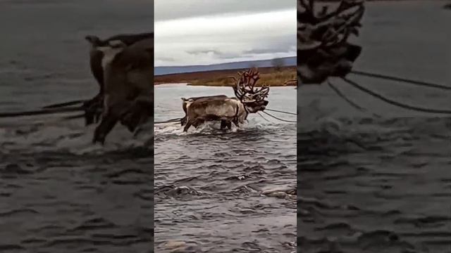 Кочевники Севера / Аргиш оленеводов #nomads #arctic #tundra смотреть онлайн