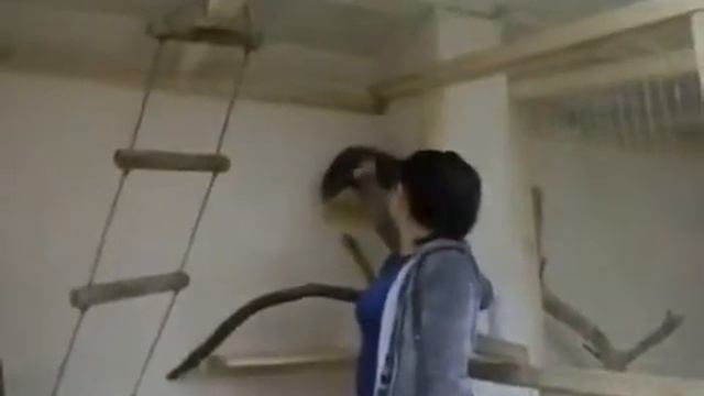 Енот на один день и дольше 8(965)380-13-11 смотреть онлайн