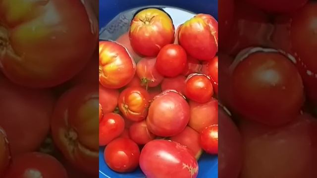 Томат по домашнему на зиму вкусно и быстро. смотреть онлайн