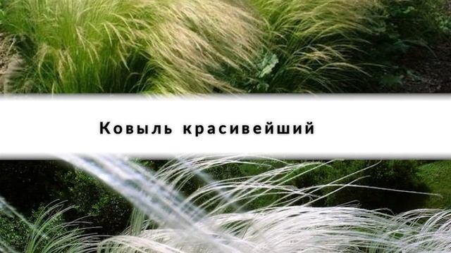 Растут много лет, требуют минимум удобрений и ухода! Злаковые травы: вне времени, вне сезона смотреть онлайн
