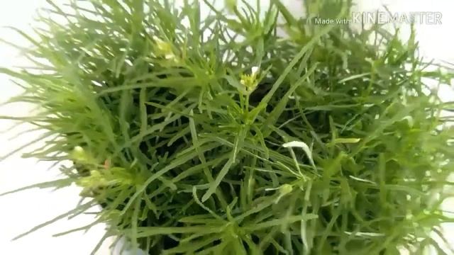 Hemigraphics repanda green смотреть онлайн