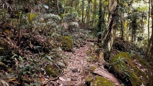 O'Reilly's Rainforest Retreat and Lamington National Park | Australia's Ancient Rainforest смотреть онлайн