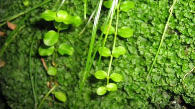 Природа Рязанского края.wmv смотреть онлайн