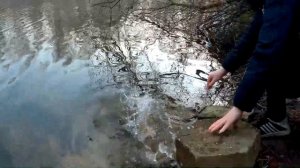 Карп на боковой кивок ранней весной.