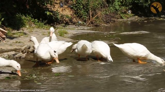 Top 300 Romantic Saxophone Love Songs - Soft Relaxing Saxophone Melody For Love