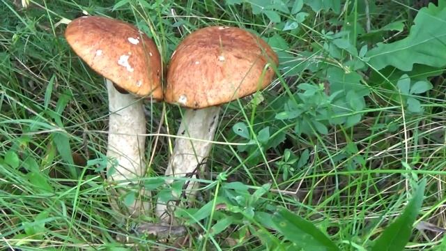 Грибы двойники.  Подосиновики в лесу.