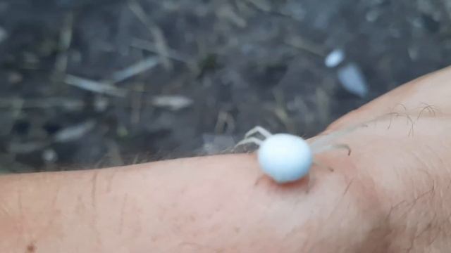 Необычный, белый паук! смотреть онлайн