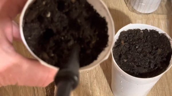 Рассада перца от А до Я.