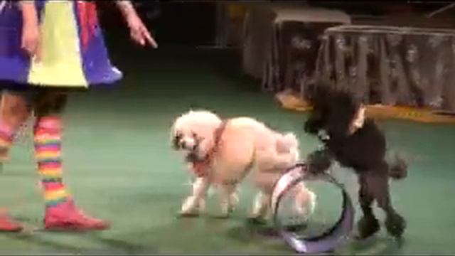 Дрессированные животные (Цирк Олега Плахтеева) смотреть онлайн