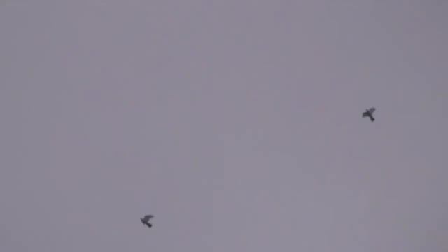 Мои голуби. My pigeons смотреть онлайн