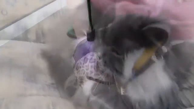 Кошкин дом смотреть онлайн