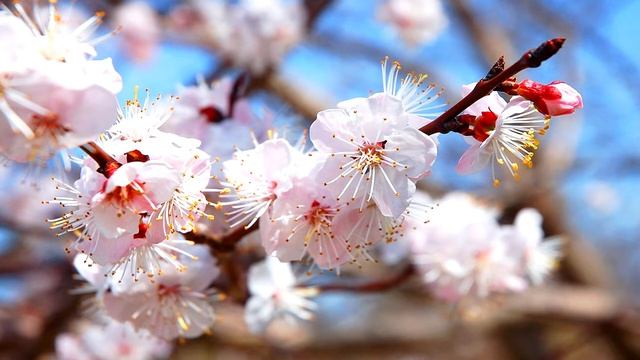 Лечебная успокаивающая китайская музыка от депрессии, нервозов Для умиротворения тела и духа. смотреть онлайн