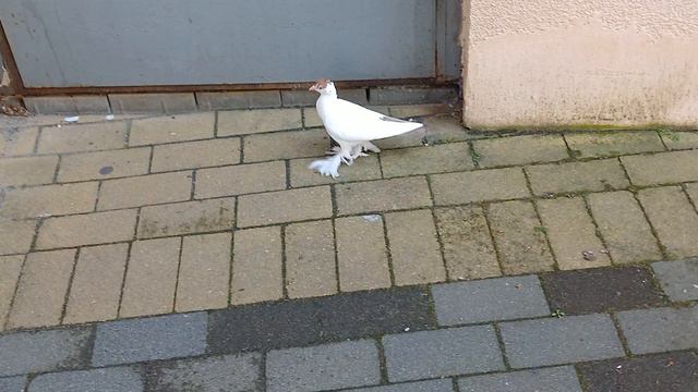 Зеленоградск. И голуби, подчас, хотят свободы. Из серии "Случайные встречи" смотреть онлайн