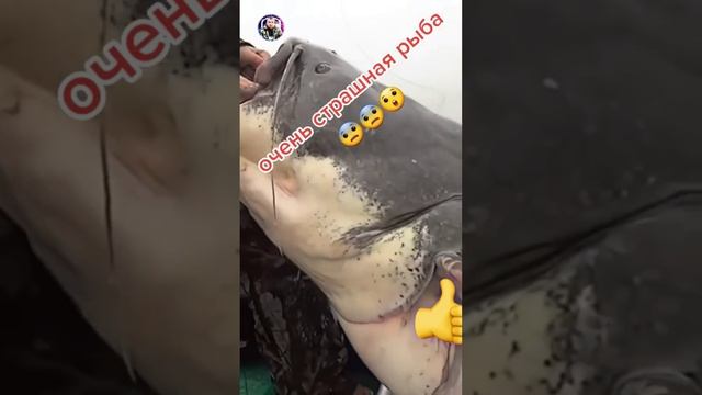 Огромный сом смотреть онлайн