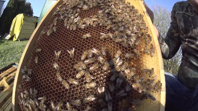 Buckfast S Apis mellifera sahariensis, bee queen for sale!! смотреть онлайн