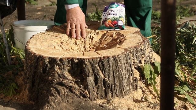 Как я выкорчевывал пень ивы на своём участке смотреть онлайн