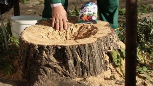 Как я выкорчевывал пень ивы на своём участке