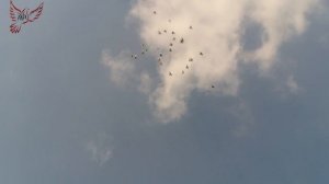 Голуби пермские высоколетные. Жара +30.