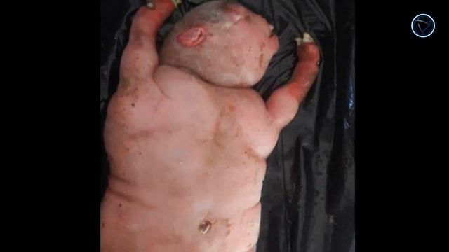 Получеловек полузверь родился в Африке смотреть онлайн