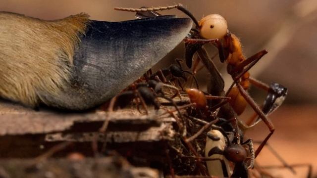 Муравьи, Которые Перестали Охотится На Насекомых смотреть онлайн
