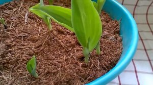 #КАННА из семян. #CANNA. Мои цветы и Тропические растения. #Доминикана.