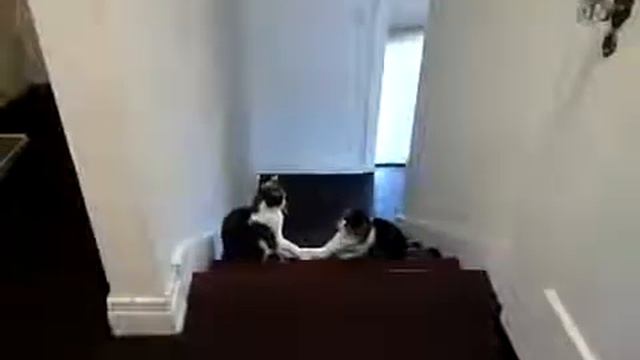 Кошачий бокс Смешное видео смотреть онлайн