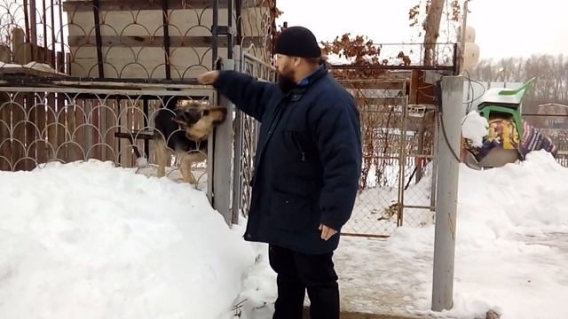 Анекдот про блогеров и собак. смотреть онлайн