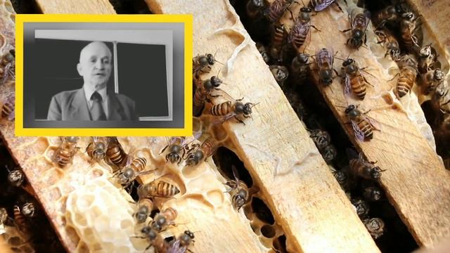 Определение породы пчёл по поведению. Самая крупная порода пчел. Кашковский В.Г. смотреть онлайн