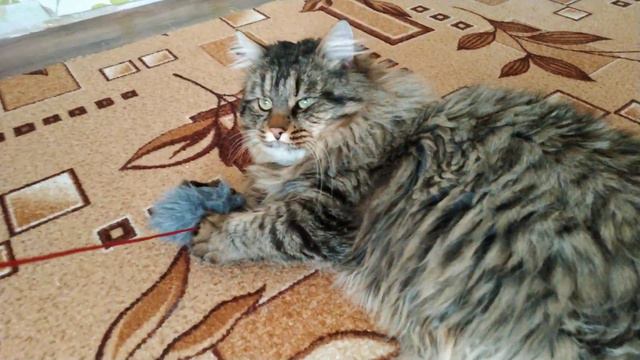 Феликс играет с мышкой . Сибирская кошка смотреть онлайн